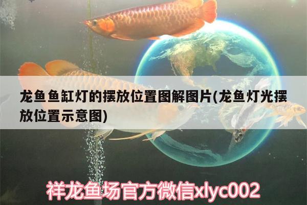 龍魚魚缸燈的擺放位置圖解圖片(龍魚燈光擺放位置示意圖) 龍鳳鯉魚