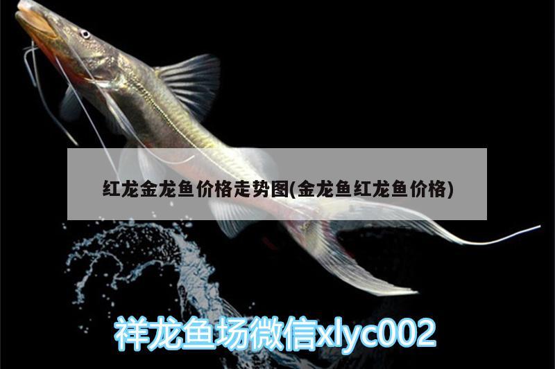 西安觀賞魚市場開窗