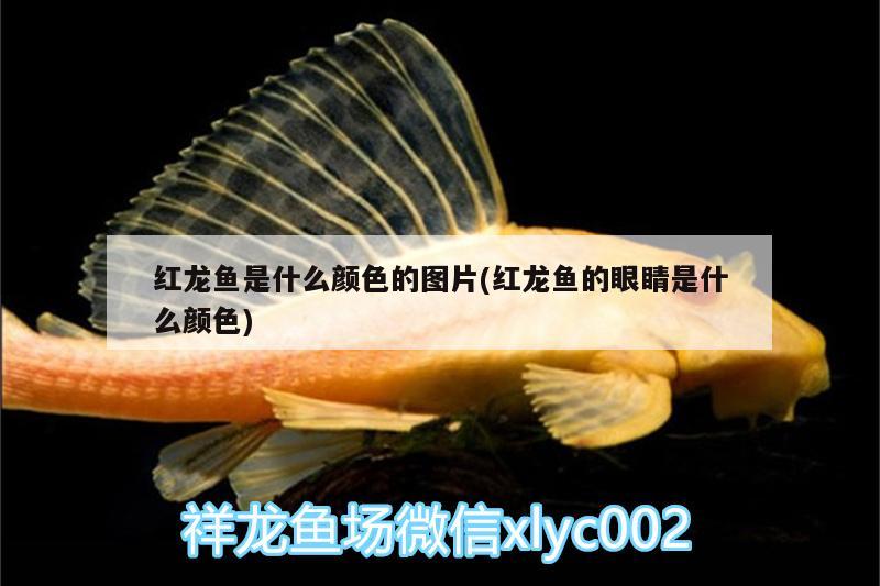 紅龍魚是什么顏色的圖片(紅龍魚的眼睛是什么顏色) 白子銀版魚