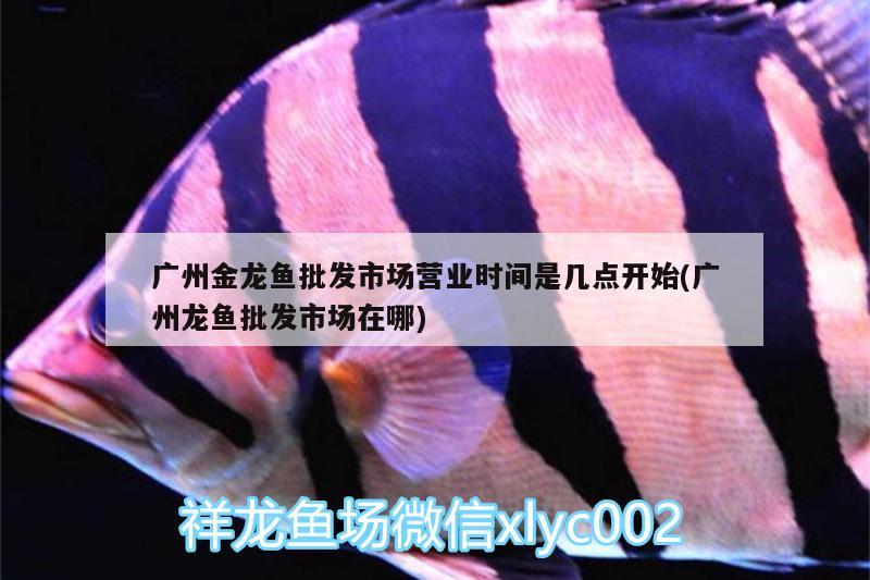 銀龍魚(yú)翹嘴怎么修復(fù)，銀龍魚(yú)嘴往上翹好不好