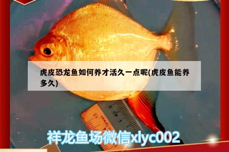 虎皮恐龍魚(yú)如何養(yǎng)才活久一點(diǎn)呢(虎皮魚(yú)能養(yǎng)多久) 新加坡號(hào)半紅龍魚(yú)（練手級(jí)紅龍魚(yú)）