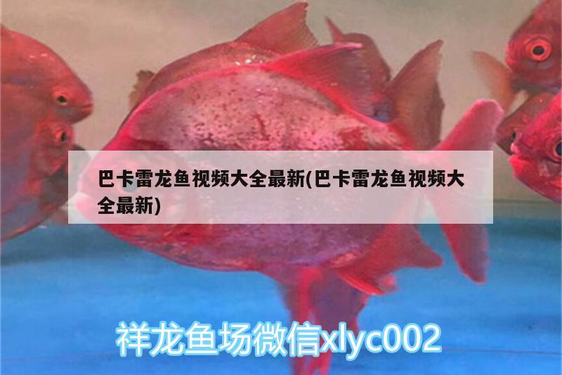 家里有四個(gè)魚(yú)缸風(fēng)水好嗎：家里魚(yú)缸四條魚(yú)好嗎 魚(yú)缸風(fēng)水 第2張