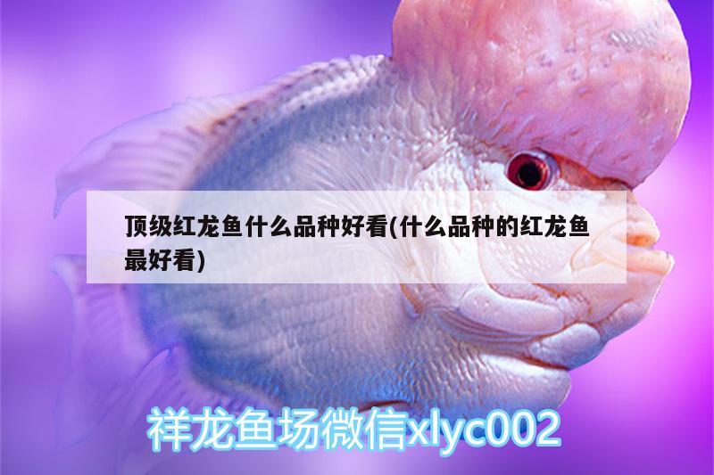 頂級紅龍魚什么品種好看(什么品種的紅龍魚最好看) 羽毛刀魚苗