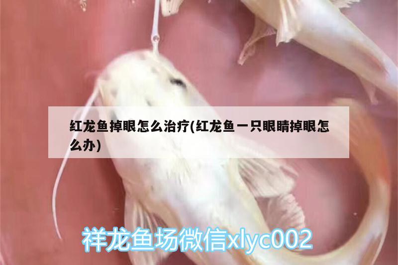 紅龍魚掉眼怎么治療(紅龍魚一只眼睛掉眼怎么辦) 白子銀龍魚苗