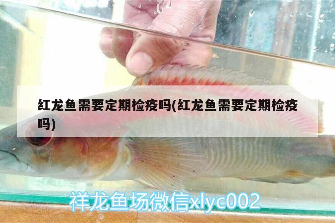 魚缸內(nèi)水渾濁怎么辦小妙招視頻(小魚缸水渾濁怎樣快速解決) 黃吉金龍（白子金龍魚） 第1張