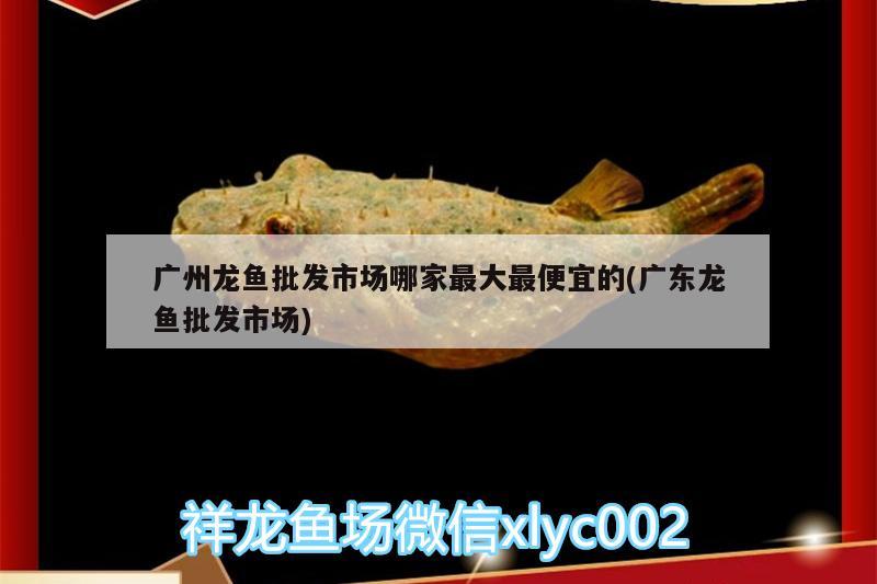 廣州龍魚批發(fā)市場哪家最大最便宜的(廣東龍魚批發(fā)市場)