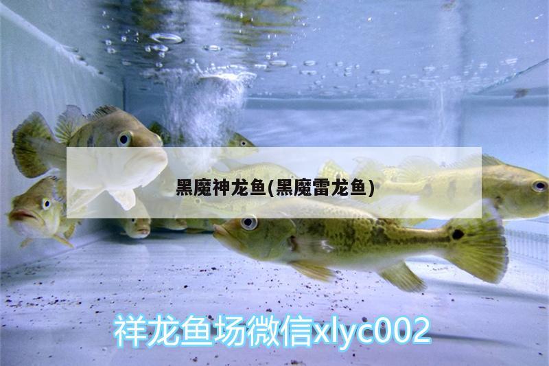 樂山水族館 觀賞魚企業(yè)目錄 第3張