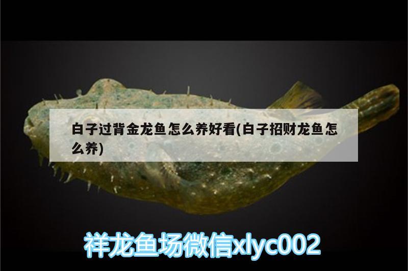 白子過背金龍魚怎么養(yǎng)好看(白子招財龍魚怎么養(yǎng))