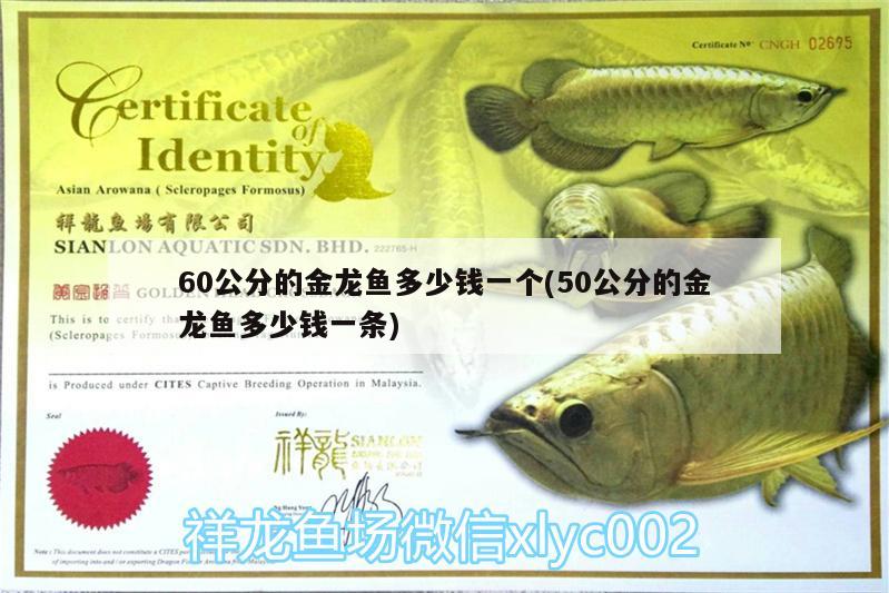 60公分的金龍魚多少錢一個(50公分的金龍魚多少錢一條)