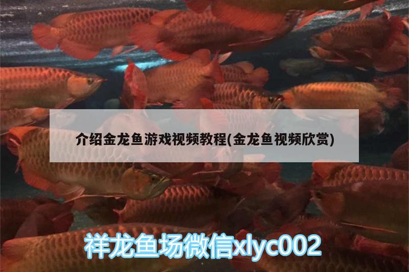 介紹金龍魚游戲視頻教程(金龍魚視頻欣賞)