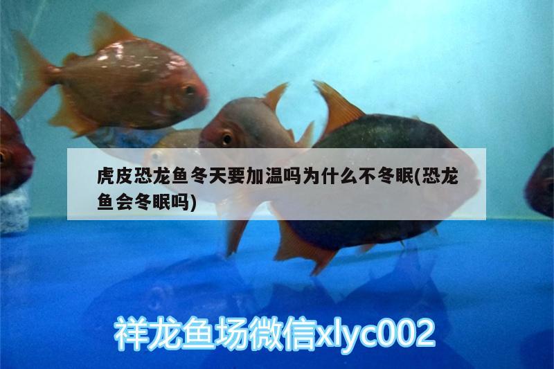 魚缸定制多少錢一套合適，沈陽魚店魚缸定制多少錢一套合適魚店魚缸定制多少錢一套合適 祥龍龍魚魚糧 第1張