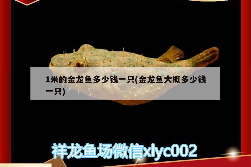 1米的金龍魚多少錢一只(金龍魚大概多少錢一只) 黃金夢(mèng)幻雷龍魚