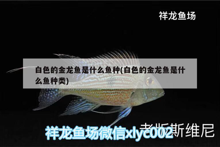 白色的金龍魚是什么魚種(白色的金龍魚是什么魚種類)