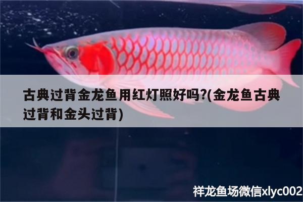 古典過(guò)背金龍魚(yú)用紅燈照好嗎?(金龍魚(yú)古典過(guò)背和金頭過(guò)背) 古典過(guò)背金龍魚(yú) 第1張