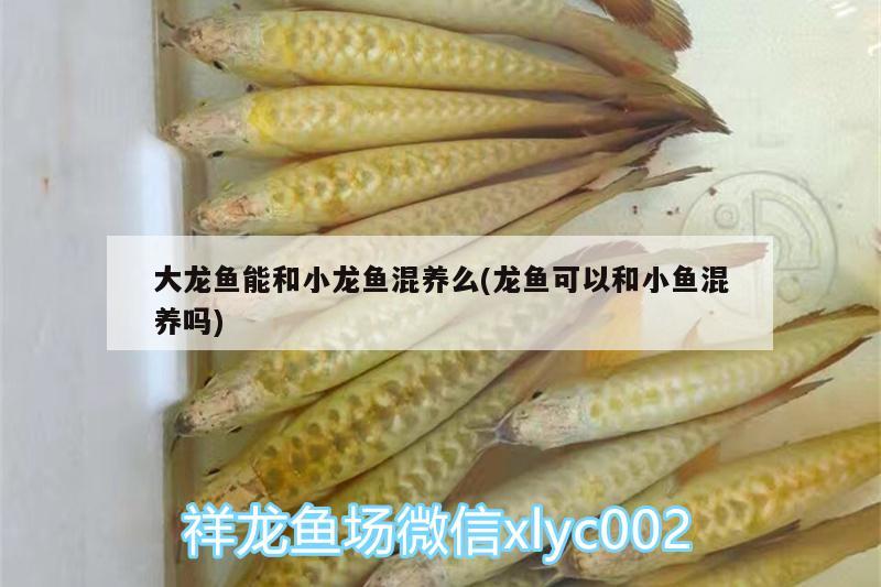 大龍魚能和小龍魚混養(yǎng)么(龍魚可以和小魚混養(yǎng)嗎)