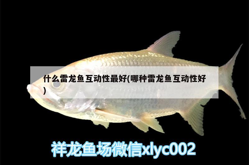 淮安魚缸造景哪里好一點兒：魚缸里的小金魚兒需要陽光嗎 廣州觀賞魚魚苗批發(fā)市場