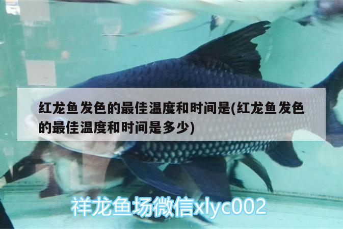 佳木斯水族批發(fā)市場在哪里?。涯舅刽~市場在哪條街） 黃金達(dá)摩魚