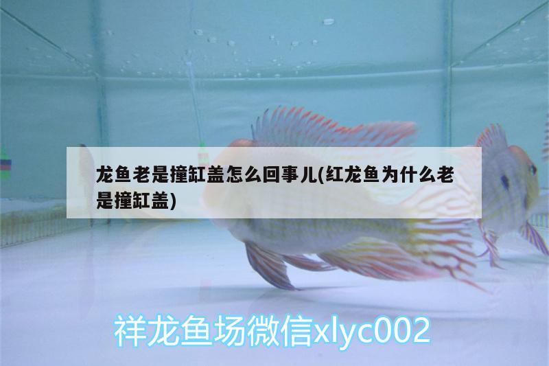 洛陽魚缸廠家直銷電話多少號(hào)?。郝尻桇~缸廠家直銷電話多少號(hào)啊 觀賞魚市場(chǎng) 第3張