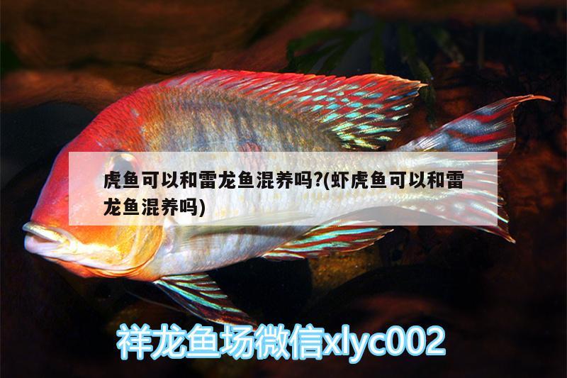 虎魚可以和雷龍魚混養(yǎng)嗎?(蝦虎魚可以和雷龍魚混養(yǎng)嗎)