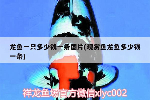 紅龍魚高清4K壁紙(血紅龍魚高清手機壁紙) 紅勾銀版魚