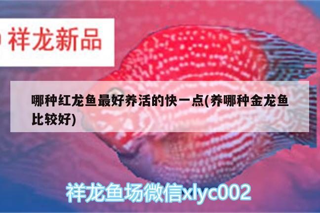 魚缸過濾倉(cāng)濾材怎么擺：魚缸過濾倉(cāng)濾材怎么擺放好 廣州水族批發(fā)市場(chǎng) 第1張