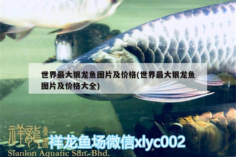 世界最大銀龍魚圖片及價(jià)格(世界最大銀龍魚圖片及價(jià)格大全) 銀龍魚百科