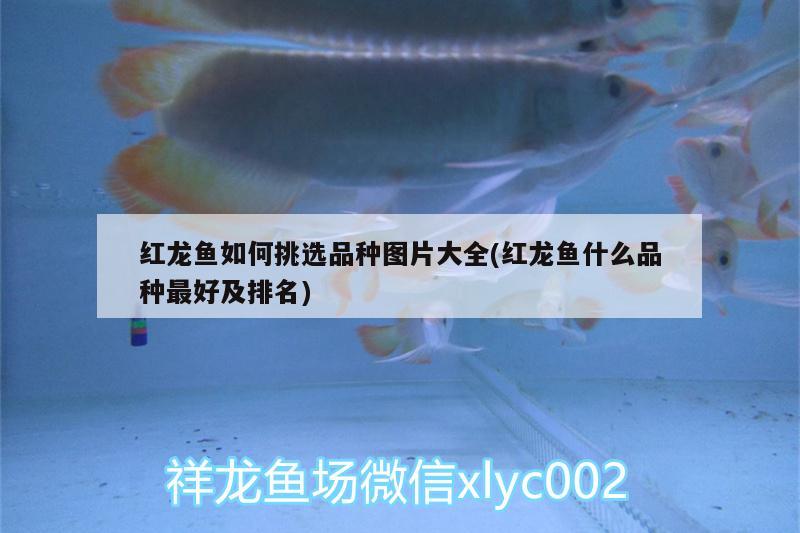 洛陽魚缸廠家直銷電話多少號?。郝尻桇~缸廠家直銷電話多少號啊