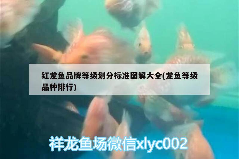 紅龍魚品牌等級劃分標準圖解大全(龍魚等級品種排行)