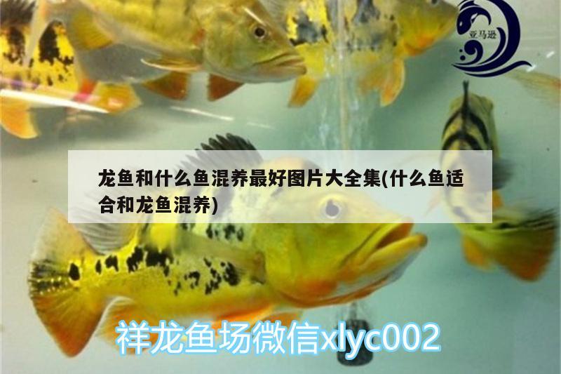 龍魚(yú)和什么魚(yú)混養(yǎng)最好圖片大全集(什么魚(yú)適合和龍魚(yú)混養(yǎng))