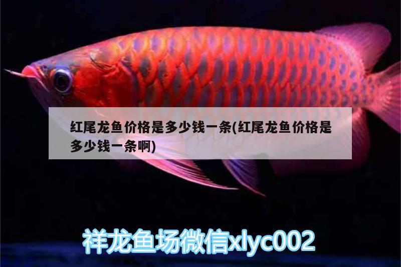 紅龍魚(yú)喂食視頻教程全集完整版（紅龍魚(yú)喂食視頻教程全集完整版下載）