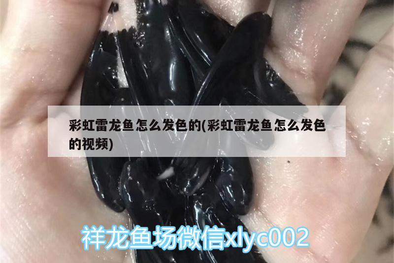 彩虹雷龍魚怎么發(fā)色的(彩虹雷龍魚怎么發(fā)色的視頻) 非洲象鼻魚