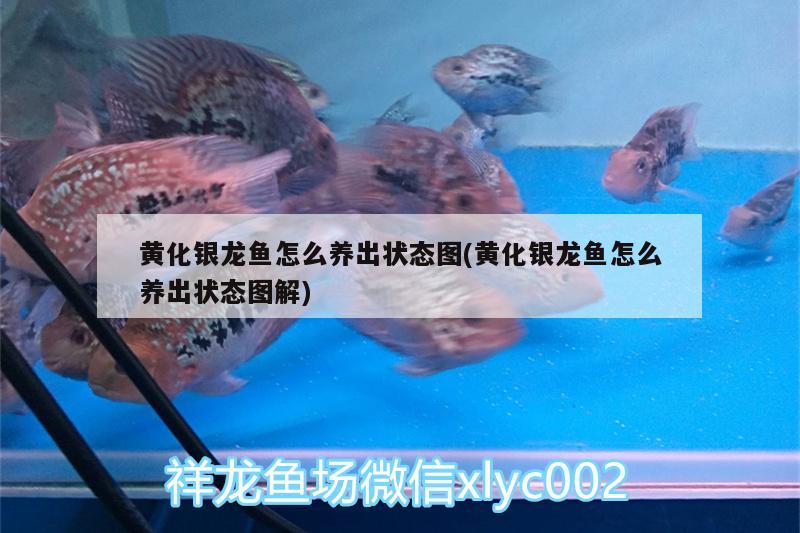 黃化銀龍魚怎么養(yǎng)出狀態(tài)圖(黃化銀龍魚怎么養(yǎng)出狀態(tài)圖解)