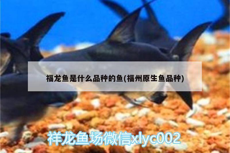 福龍魚是什么品種的魚(福州原生魚品種) 銀龍魚百科