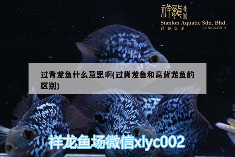 過背龍魚什么意思啊(過背龍魚和高背龍魚的區(qū)別)