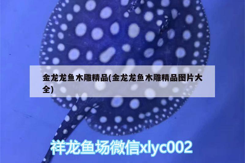 神仙魚(yú)缸尺寸大小選擇(神仙魚(yú)用多大的缸) 魚(yú)缸/水族箱 第1張