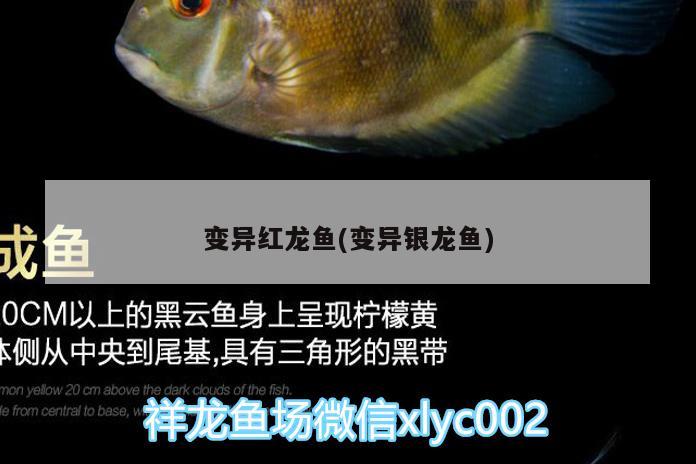 銀龍魚ph值偏高怎么處理，銀龍魚ph值偏高怎么處理最好