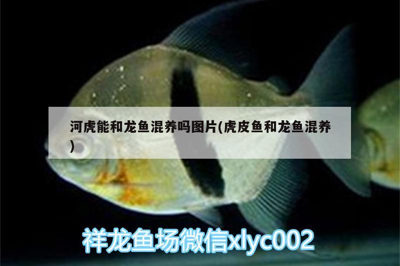 河虎能和龍魚混養(yǎng)嗎圖片(虎皮魚和龍魚混養(yǎng)) 月光鴨嘴魚