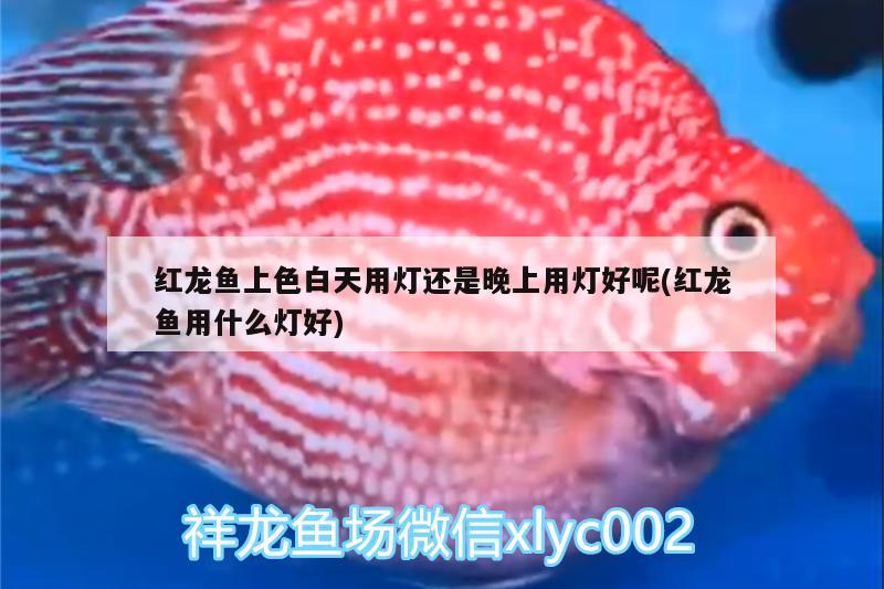 濱州水族批發(fā)市場(chǎng)在哪里呀電話號(hào)碼(濱州水族批發(fā)市場(chǎng)在哪里呀電話號(hào)碼是多少) 帝王迷宮 第2張