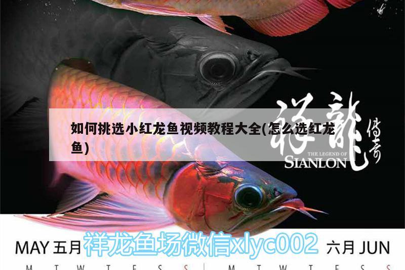 如何挑選小紅龍魚視頻教程大全(怎么選紅龍魚)