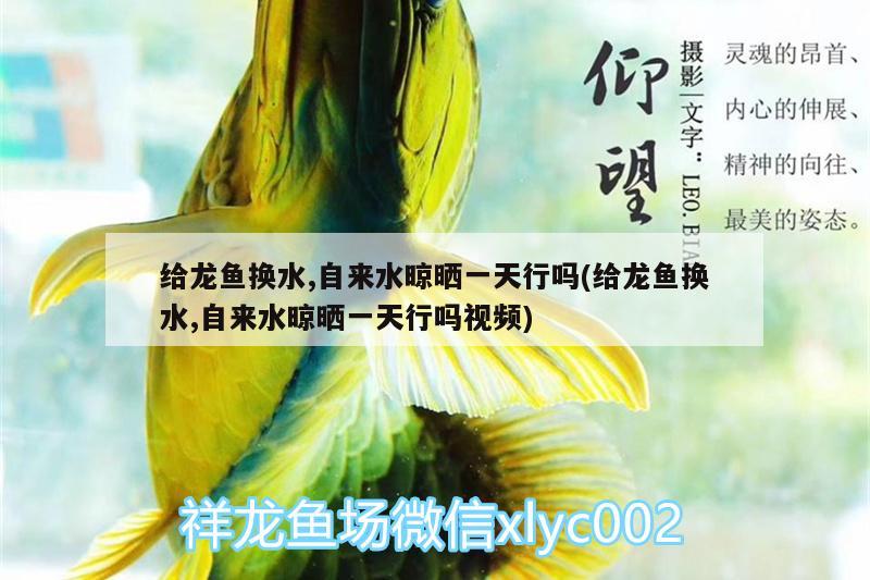 80的魚缸能不能養(yǎng)金龍魚(龍缸可以養(yǎng)金魚嗎) 新加坡號半紅龍魚（練手級紅龍魚）