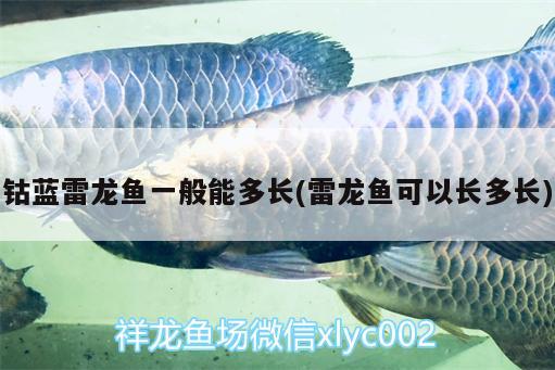 紅龍魚配什么魚好看：紅龍魚適合和什么魚一起養(yǎng) 龍魚百科 第1張