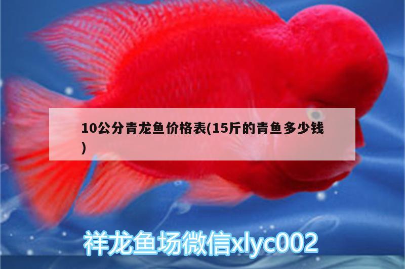 10公分青龍魚價格表(15斤的青魚多少錢) 青龍魚