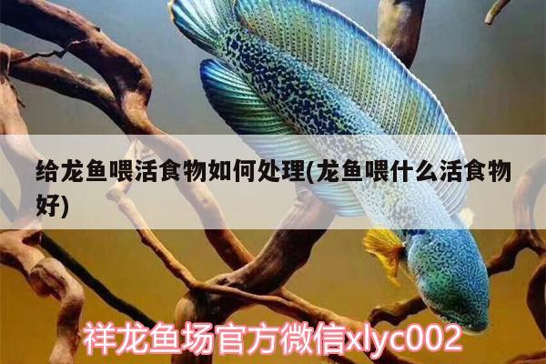 給龍魚喂活食物如何處理(龍魚喂什么活食物好) 白化火箭