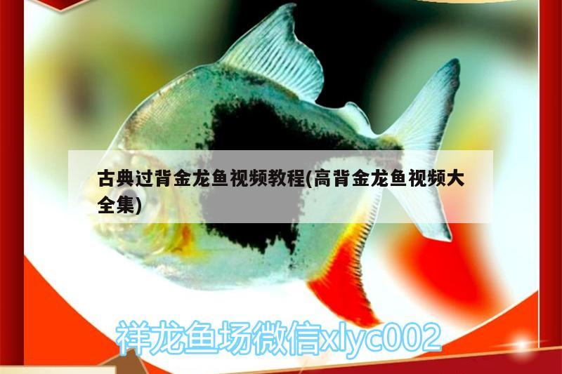 古典過背金龍魚視頻教程(高背金龍魚視頻大全集)