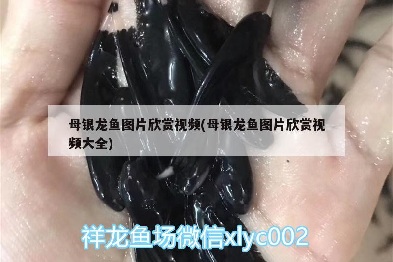 母銀龍魚圖片欣賞視頻(母銀龍魚圖片欣賞視頻大全)