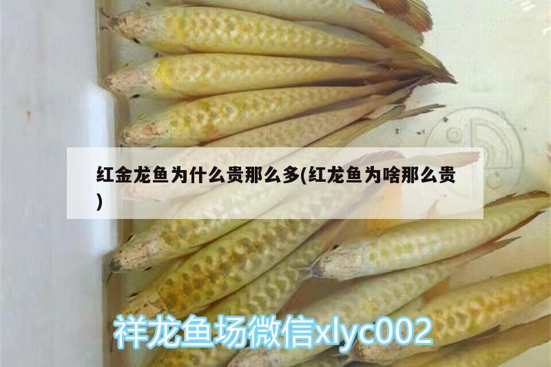 紅金龍魚為什么貴那么多(紅龍魚為啥那么貴) 魚缸百科