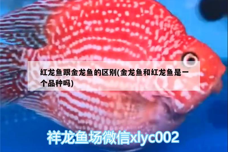 紅龍魚跟金龍魚的區(qū)別(金龍魚和紅龍魚是一個品種嗎) 伊巴卡魚