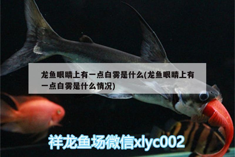 龍魚眼睛上有一點(diǎn)白霧是什么(龍魚眼睛上有一點(diǎn)白霧是什么情況) 祥龍藍(lán)珀金龍魚