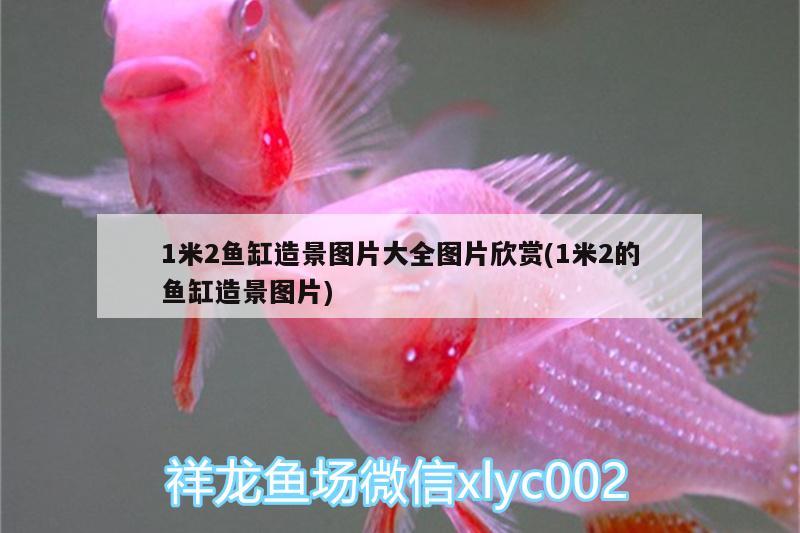 魚缸里過濾材料怎么放進去魚缸里過濾材料的選擇、放置順序，魚缸過濾材料怎么放進去魚缸里過濾材料的選擇、放置順序