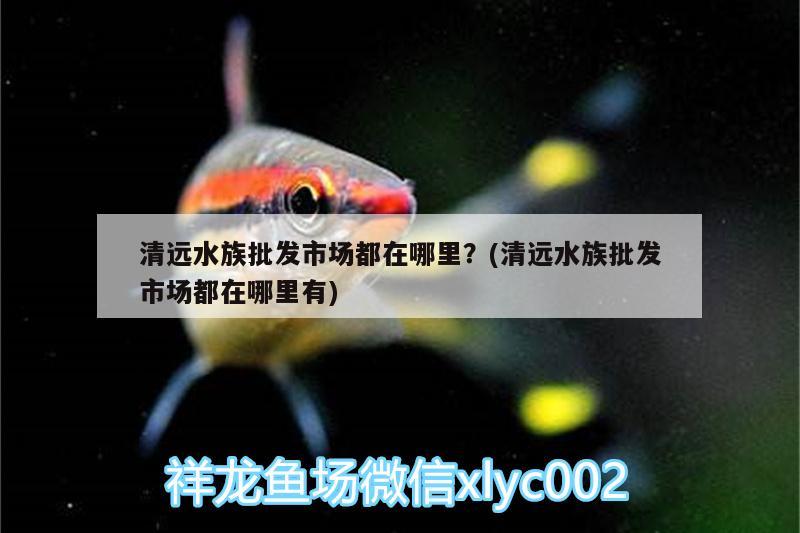 清遠水族批發(fā)市場都在哪里？(清遠水族批發(fā)市場都在哪里有) 觀賞魚水族批發(fā)市場